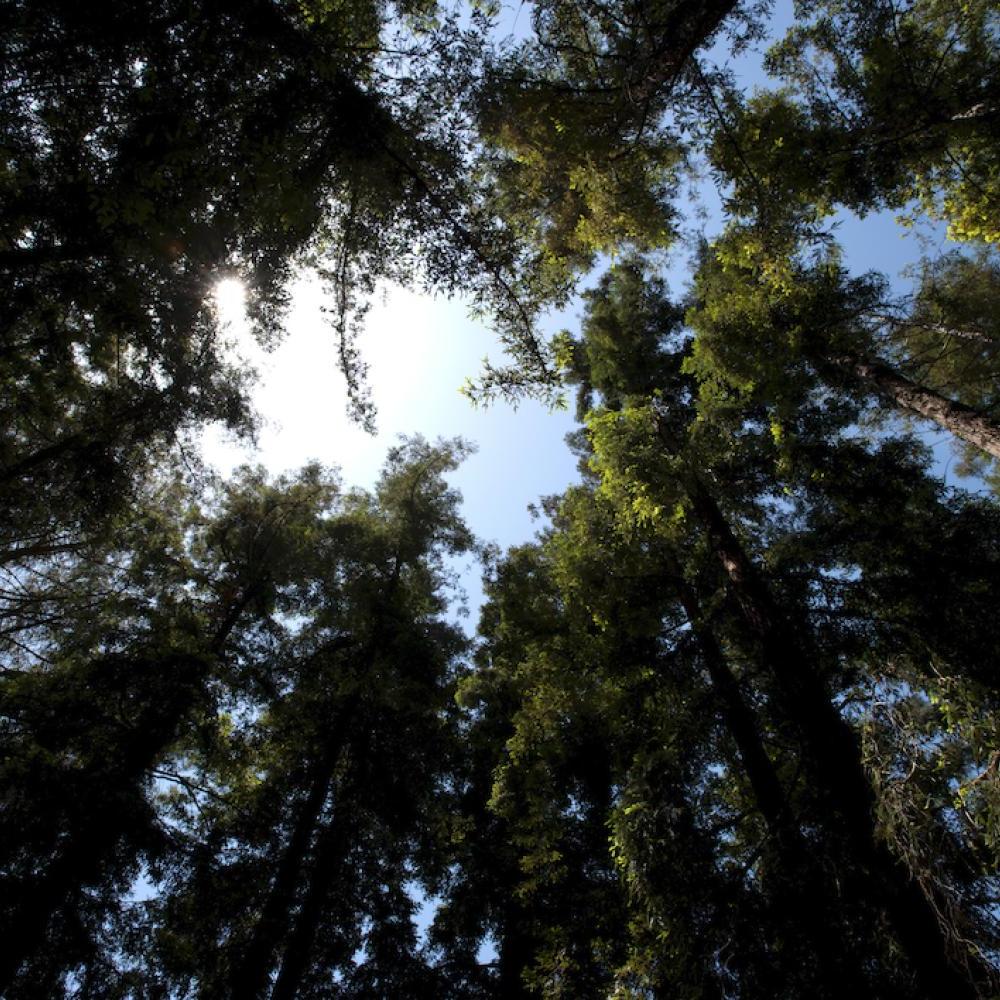 阳光透过加州大学戴维斯植物园的红杉树冠窥视