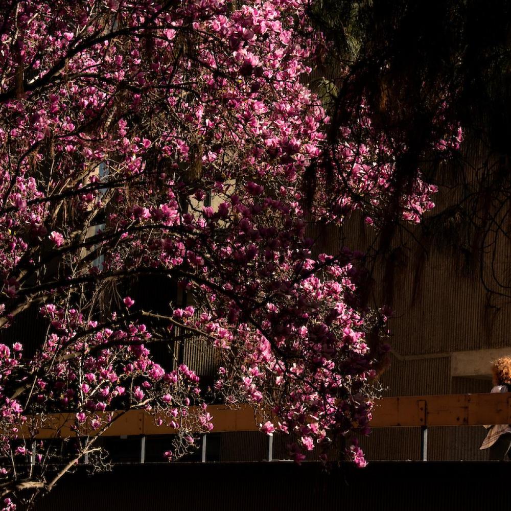 2023年2月22日，学生们经过布里格斯大厅外盛开的木兰树.